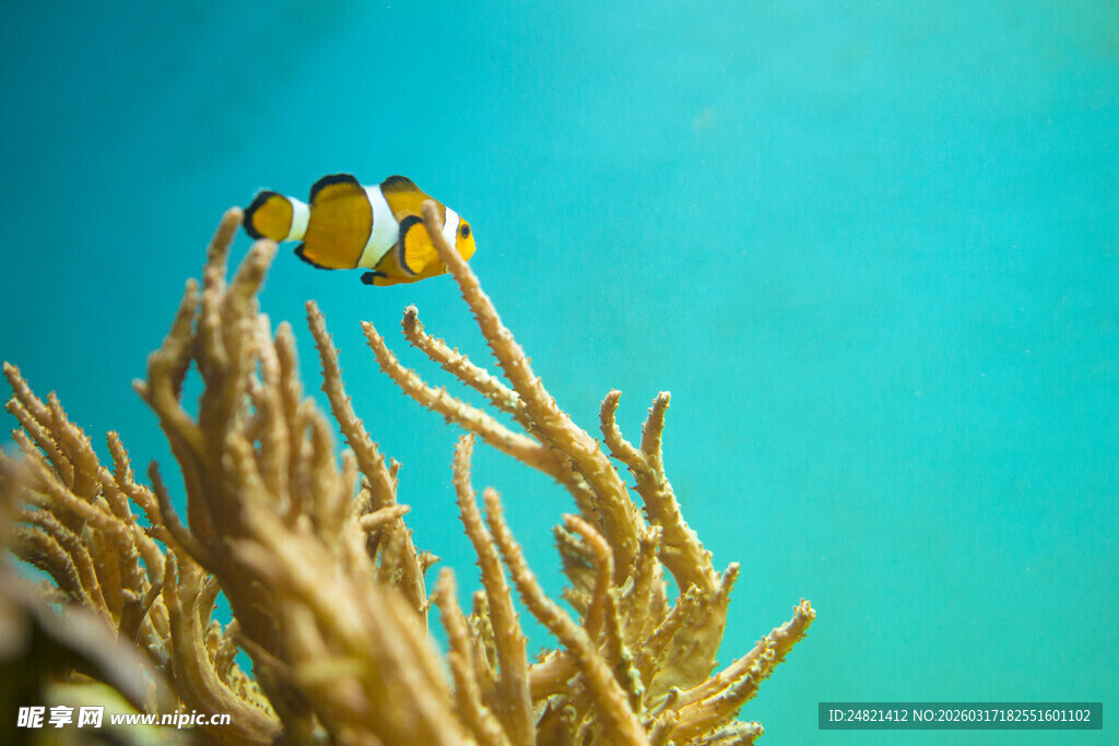 小丑鱼游弋于珊瑚间