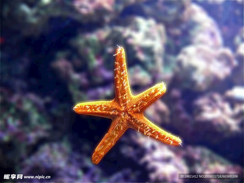 海洋中的橙色海星
