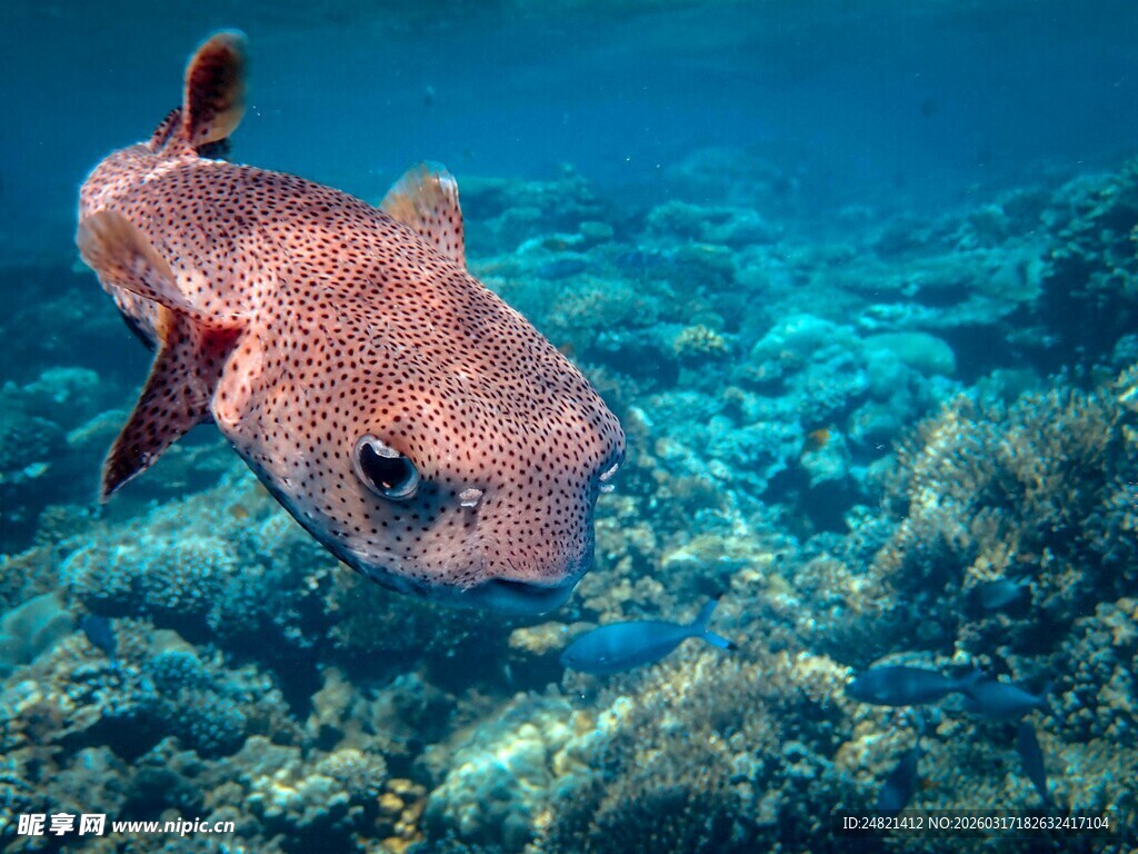 深海奇特鱼类特写