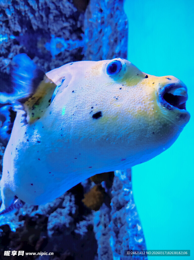 可爱河豚在水中游动