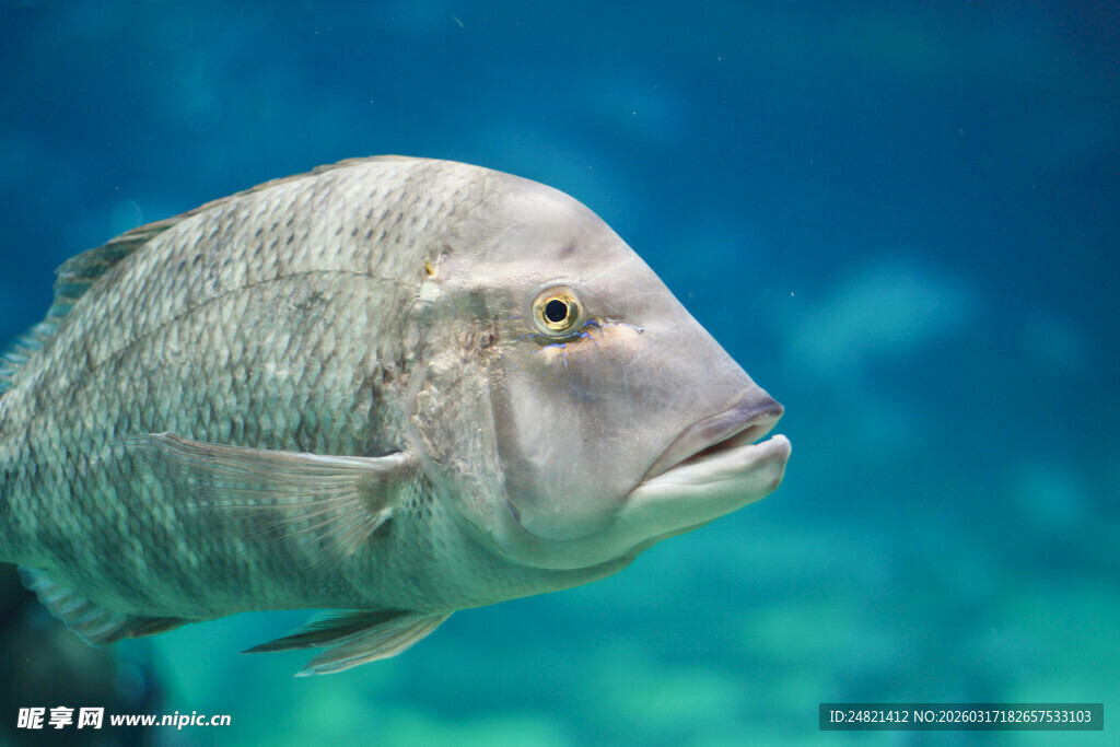 水族馆中的灰色大鱼