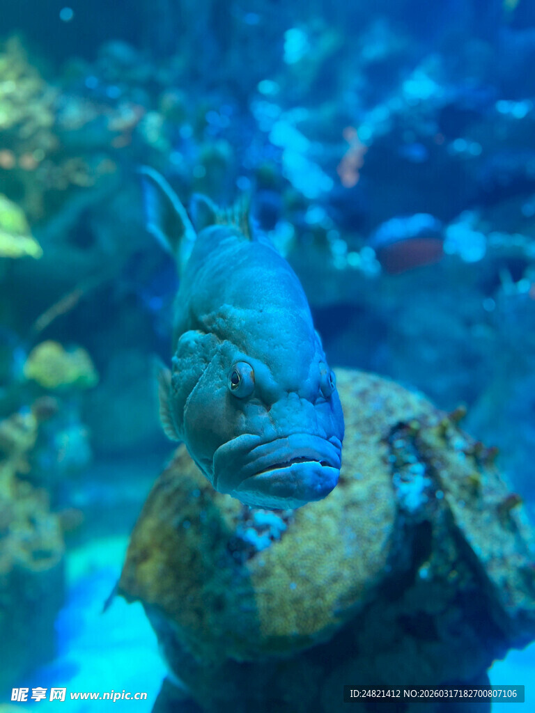 水族馆中独特造型的鱼类