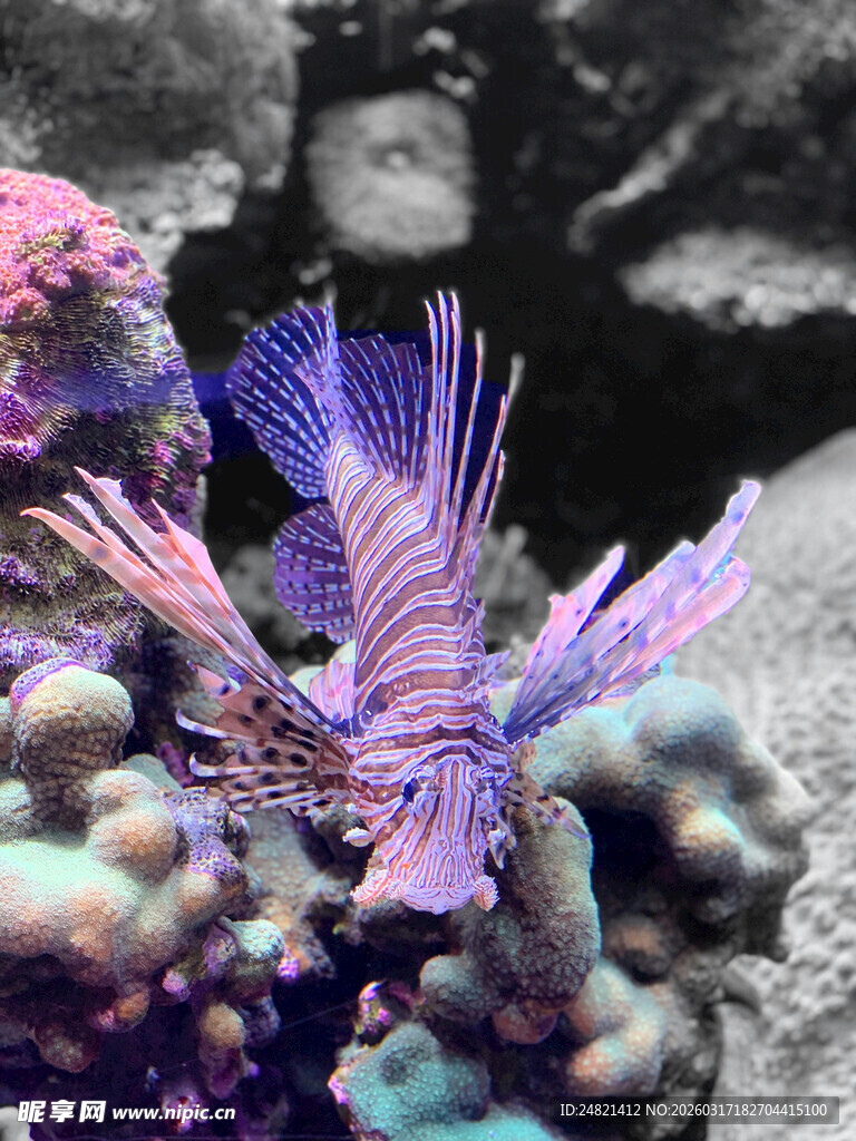 梦幻紫海鱼与多彩珊瑚