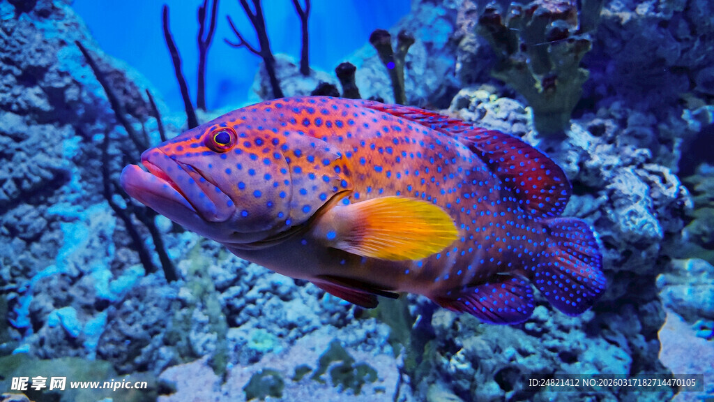 色彩斑斓的海底美丽鱼类