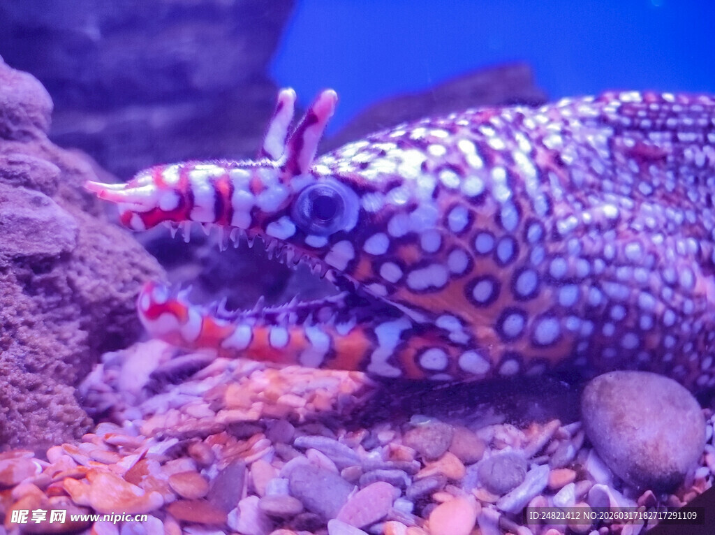 多彩海蛞蝓栖息于礁石间