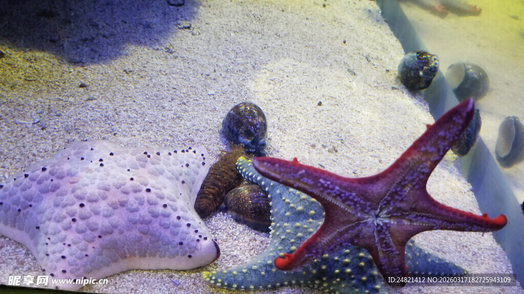 海底海星与多彩生物