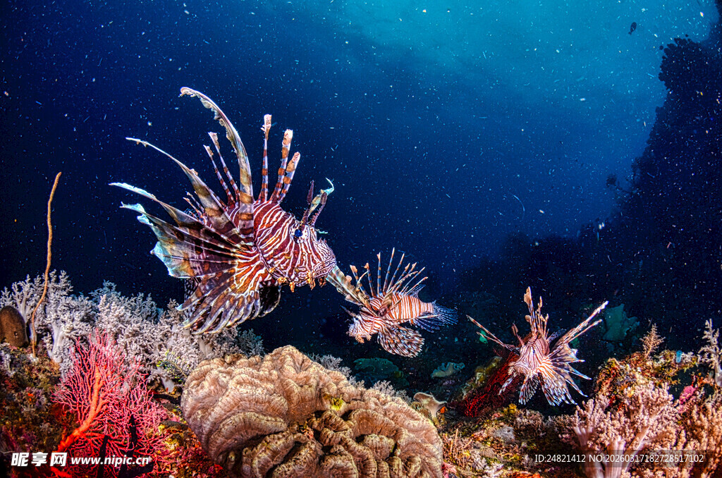 海底缤纷的海葵与珊瑚