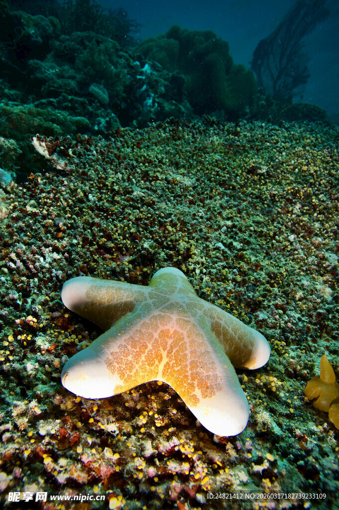 海底海星特写