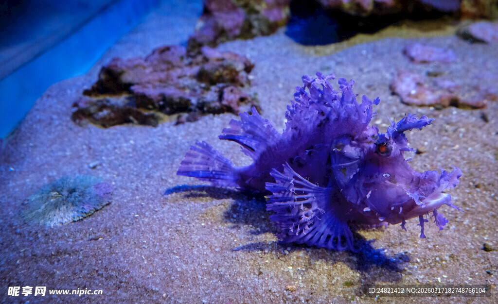 海底紫色海星特写