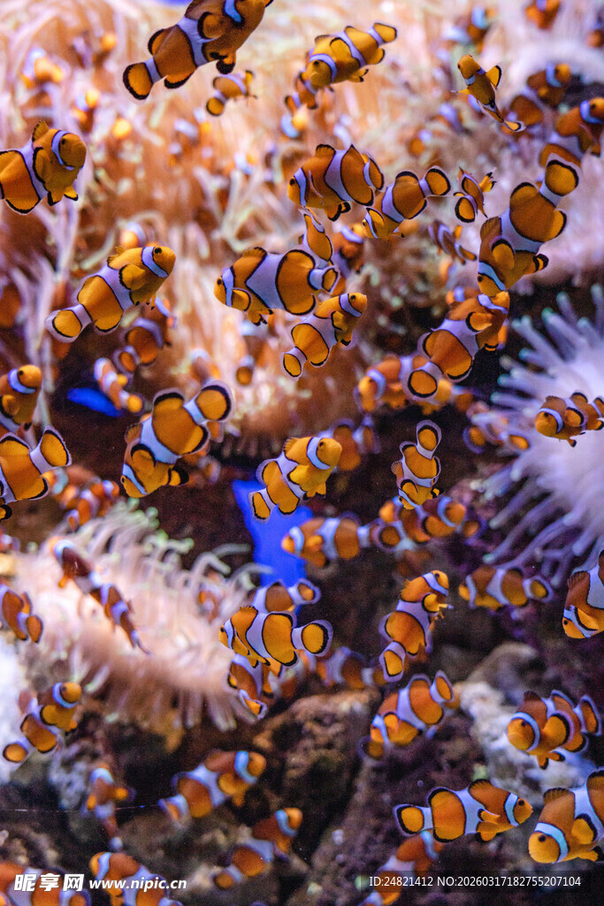 多彩珊瑚丛中的小鱼