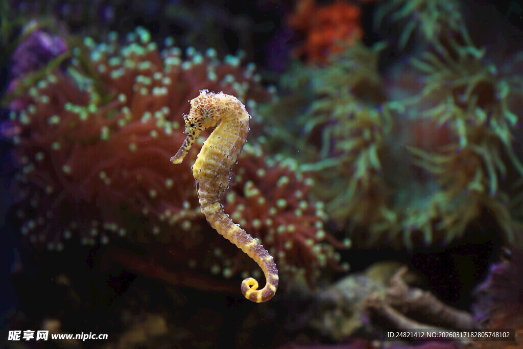 海洋中的优雅海马