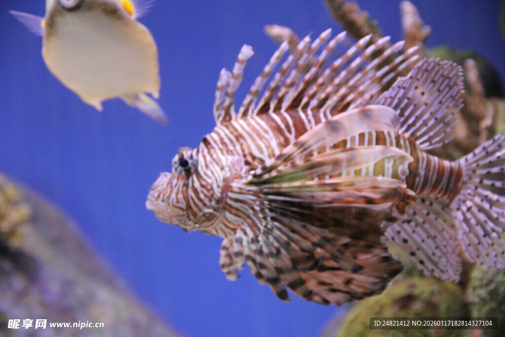 海洋中的狮子鱼特写