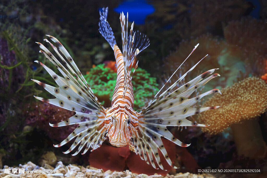 海洋中的美丽狮子鱼