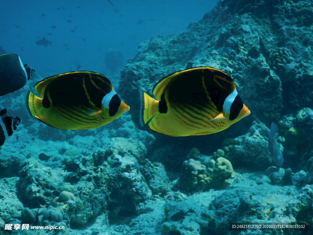 海底双蝶鱼悠游珊瑚间