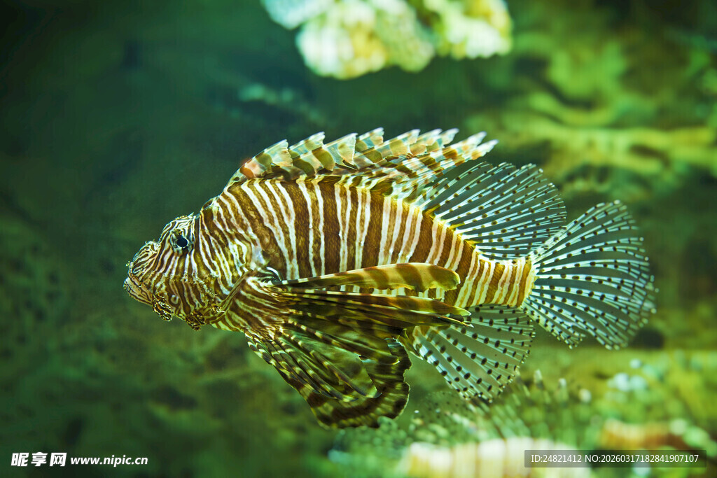 美丽狮子鱼在海底游动