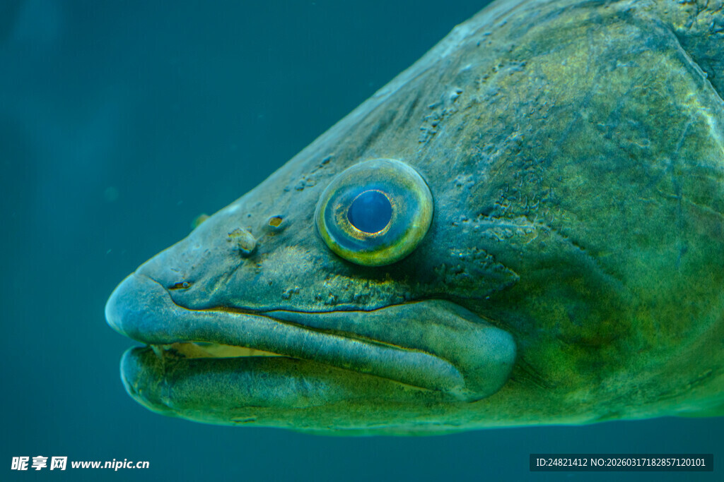 深海大眼鱼特写