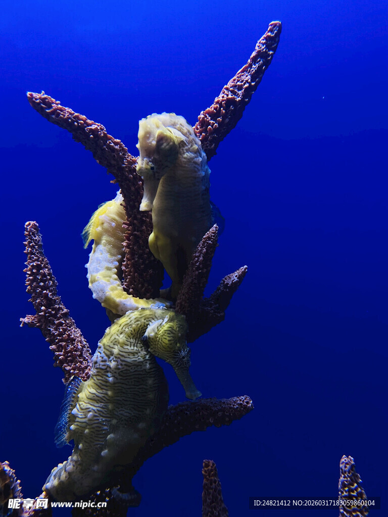 海底世界的可爱海马