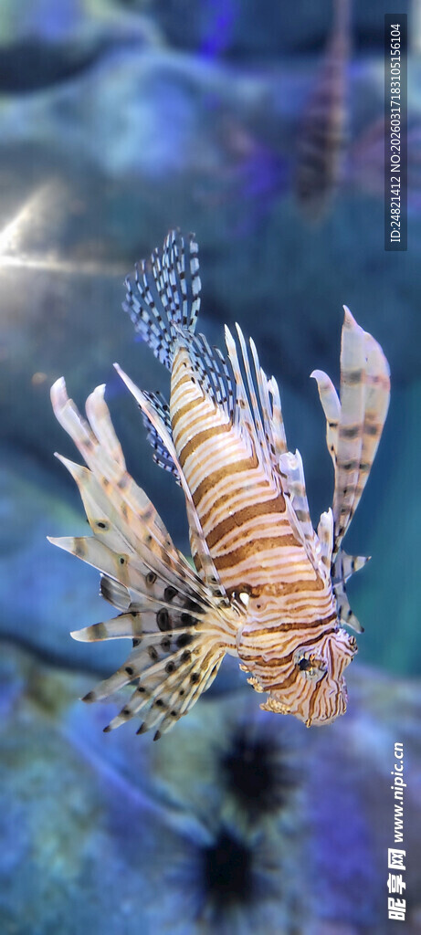 海洋中的斑斓虾类