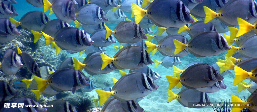 海底五彩斑斓的鱼群