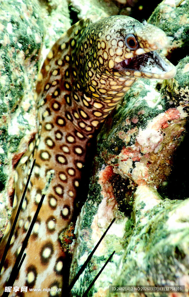 枝头孔雀展绚丽长尾