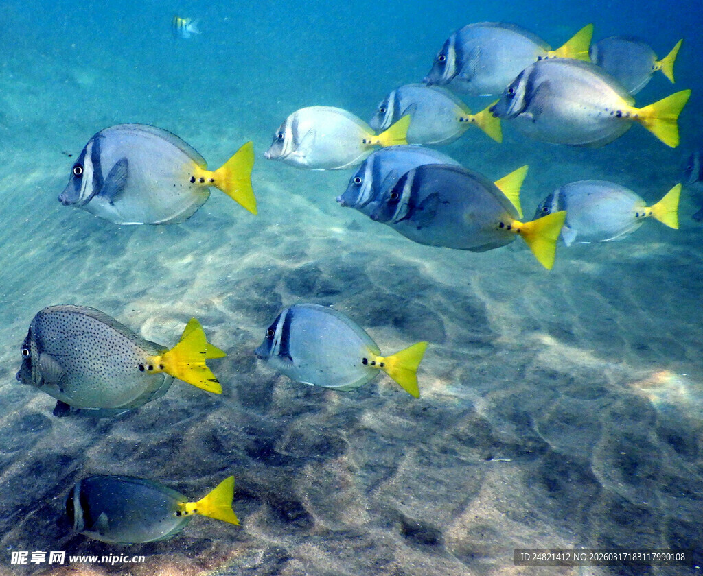 海底畅游的多彩热带鱼
