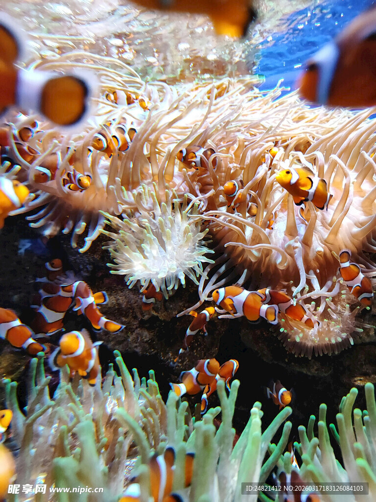 海底小丑鱼与珊瑚景象