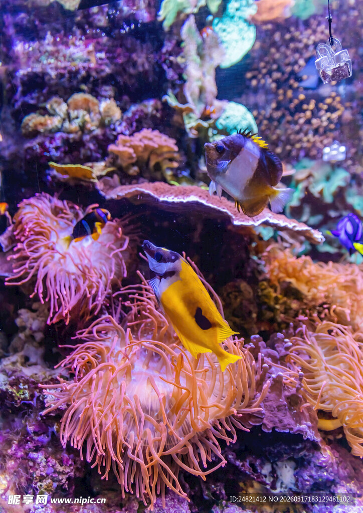 海底多彩海葵与小鱼