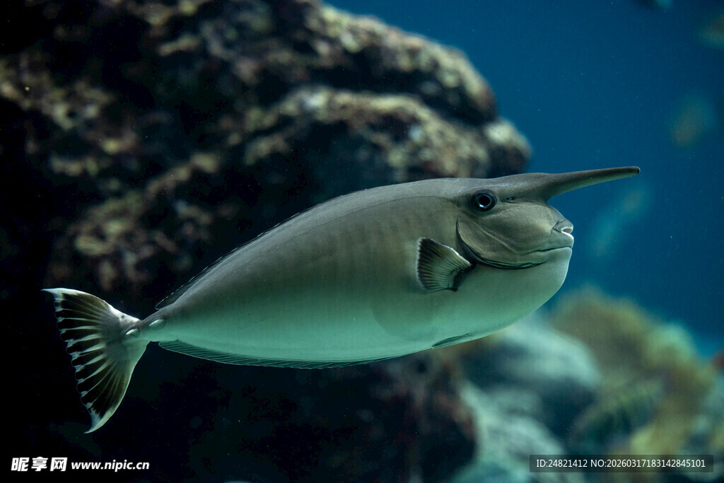 海洋中的奇特独角鱼