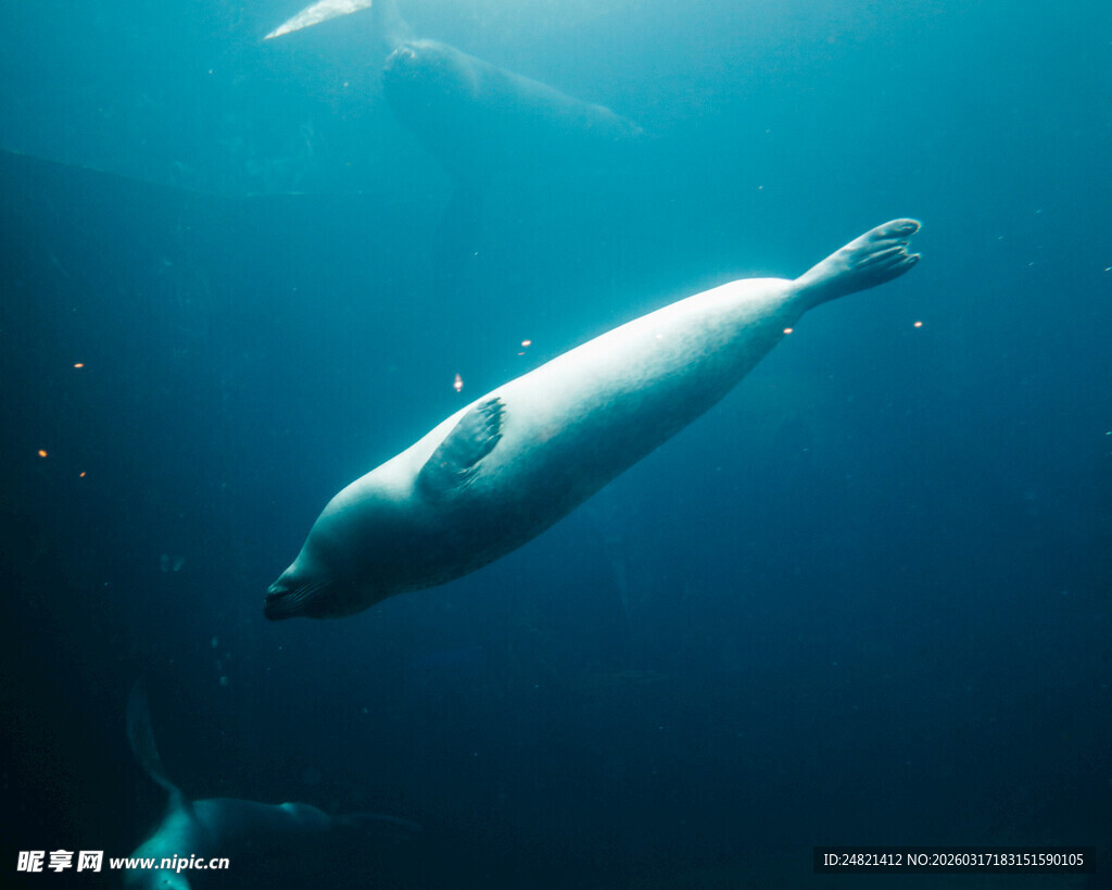 水中畅游的优雅海豹