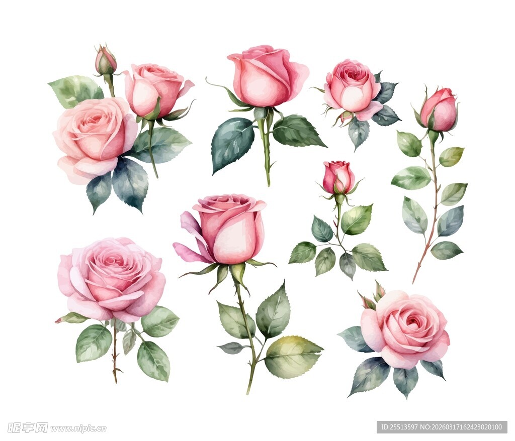 水彩玫瑰图案