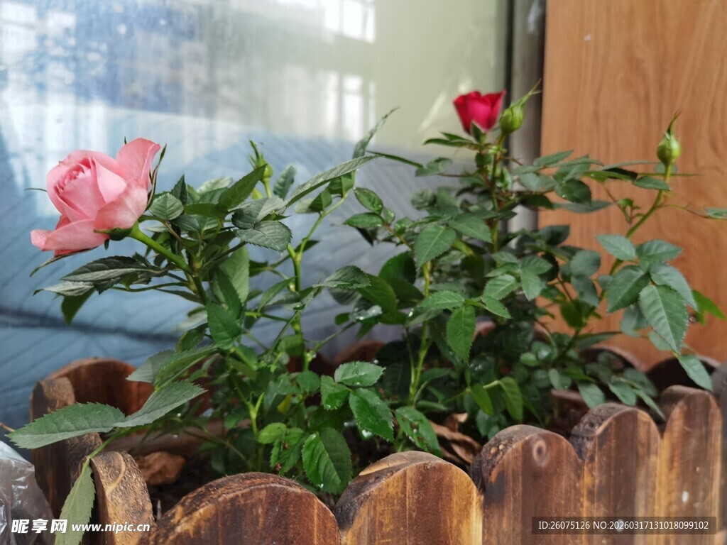 木盆中的娇艳双色月季花