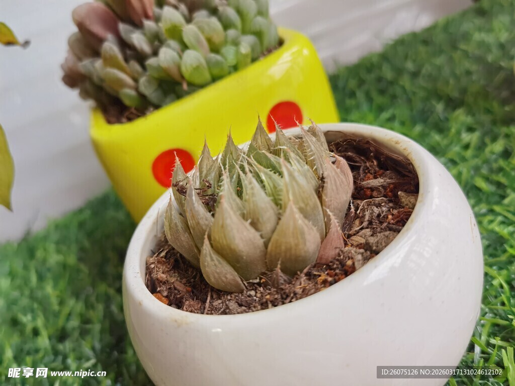 可爱多肉植物盆栽