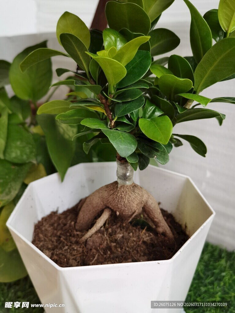 八角盆中的绿植根系显露