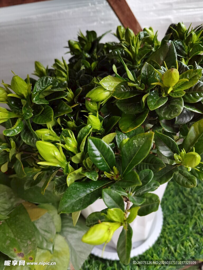 翠绿盆栽栀子花生机盎然