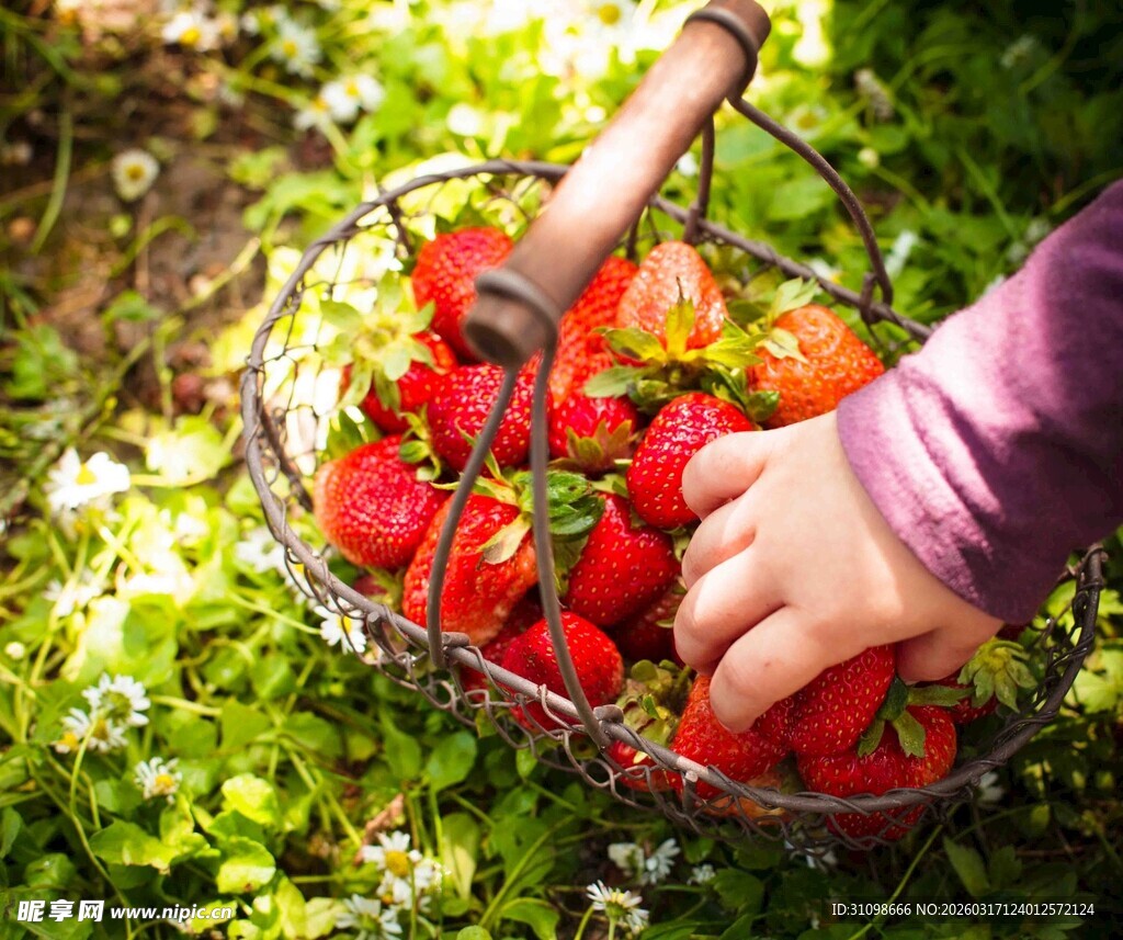 手摘鲜草莓于绿意间