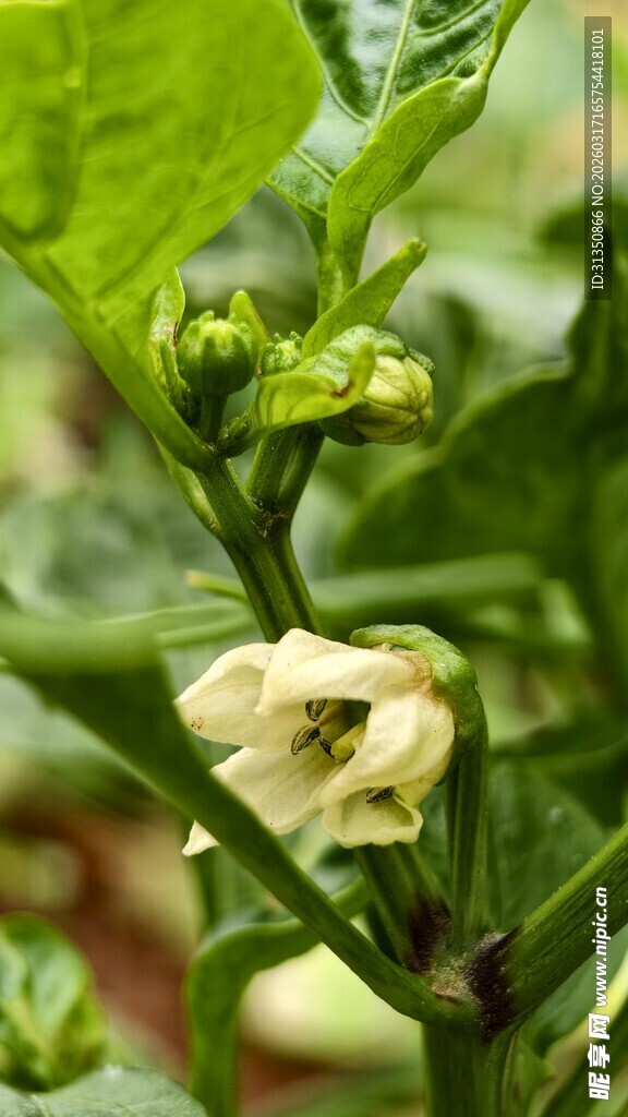 青椒植株上的白色花朵