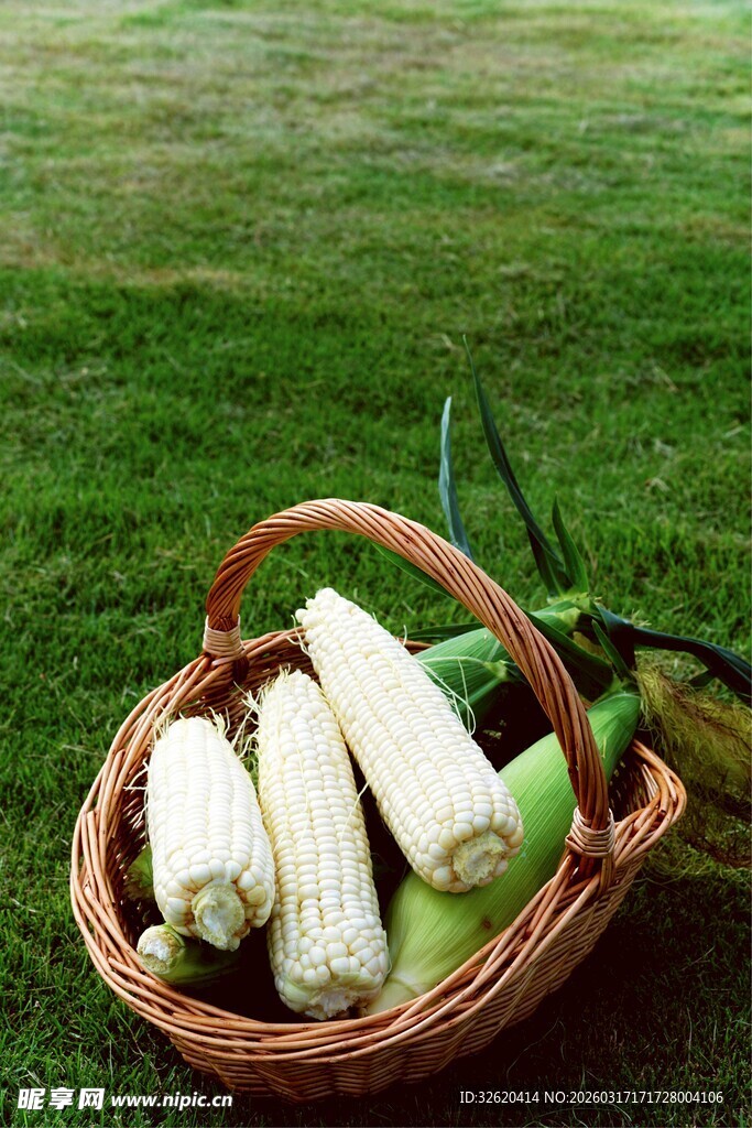 新鲜玉米