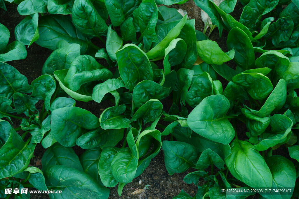 鲜嫩菠菜
