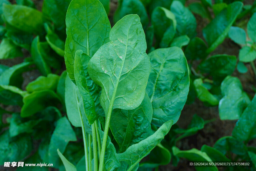 鲜嫩菠菜