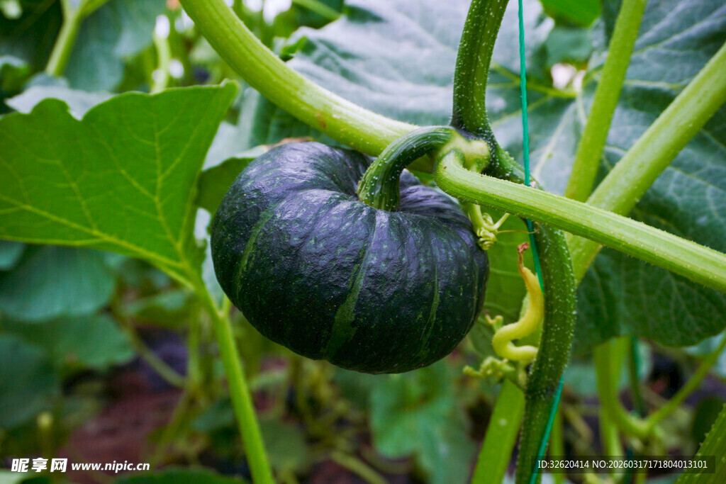 藤蔓上的黑皮小南瓜