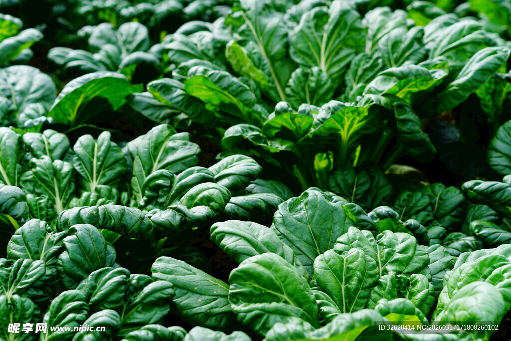 鲜嫩的绿叶蔬菜