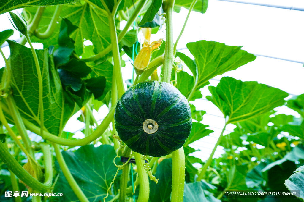 藤蔓上的翠绿南瓜