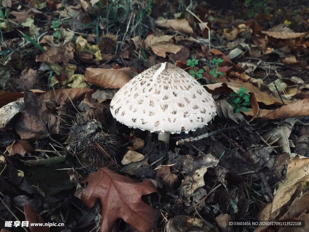 森林中的白色斑点蘑菇