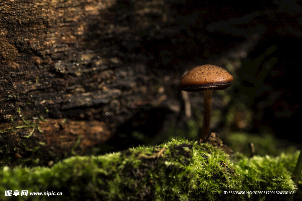 苔藓上的小巧蘑菇