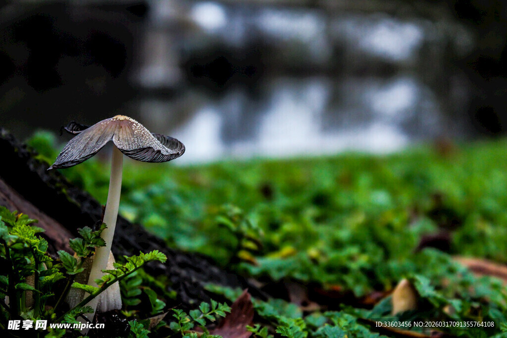 草丛中的小蘑菇