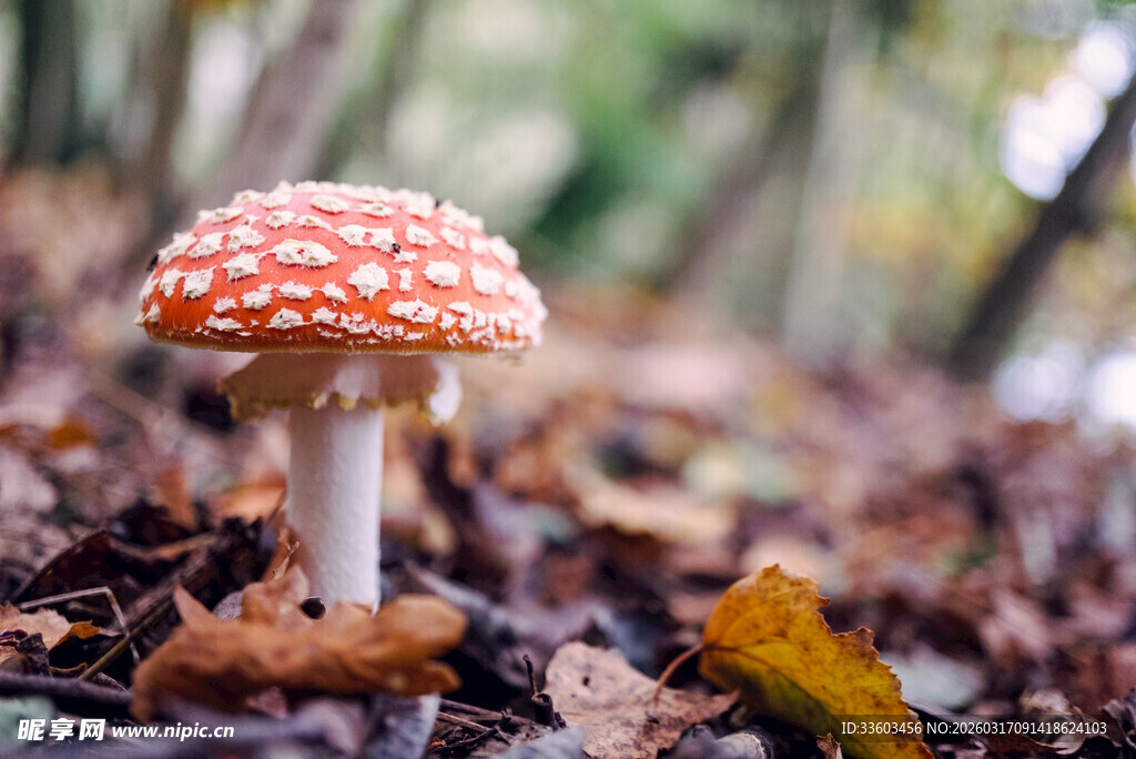 森林中鲜艳的橙白斑点蘑菇