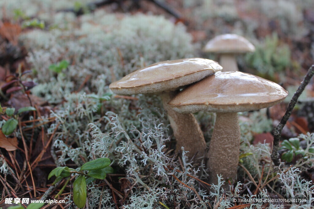 林间蘑菇生长于苔藓之上