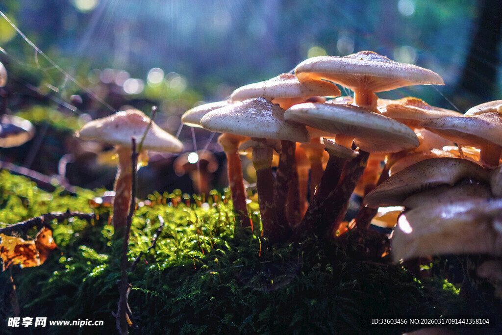 森林中生长的蘑菇群