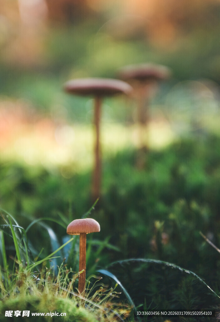 草地上生长的小巧蘑菇