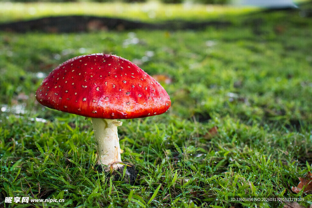 草地上的红色蘑菇